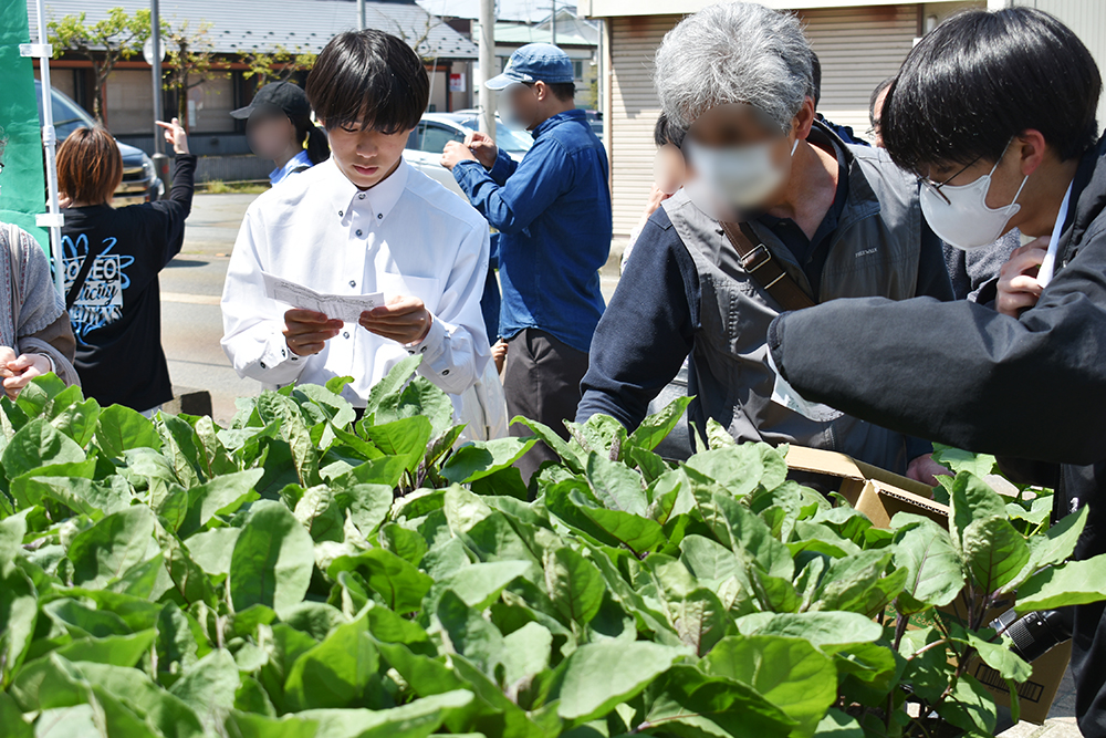 野菜苗の即売会